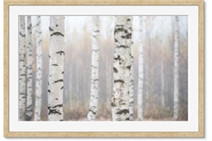 Image de Birch forest in fog I