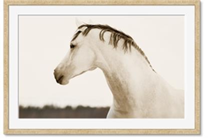 Image de White Beauty