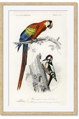 Image de Feathered Friends
