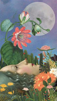 Picture of Summer Insomnia