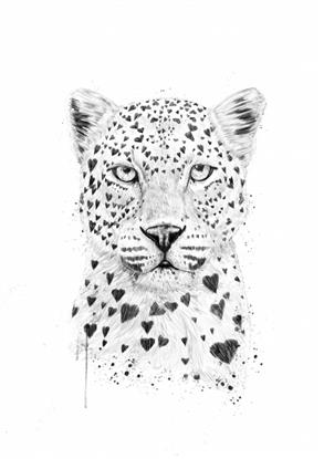 Picture of Lovely leopard