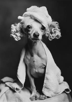 Picture of Spa Day Pooch