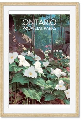 Picture of White Trillium